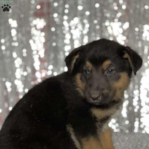 Mason, Anatolian Shepherd Mix Puppy