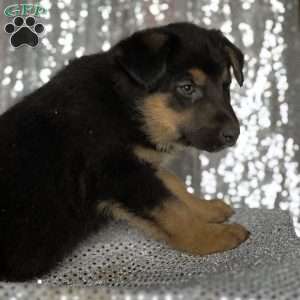 Mason, Anatolian Shepherd Mix Puppy
