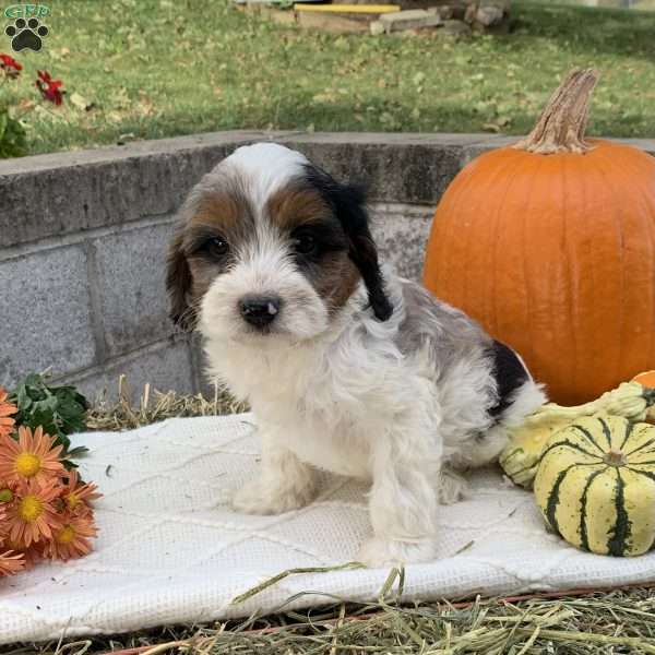 Sammy, Cavapoo Puppy