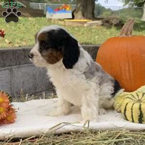 Sammy, Cavapoo Puppy