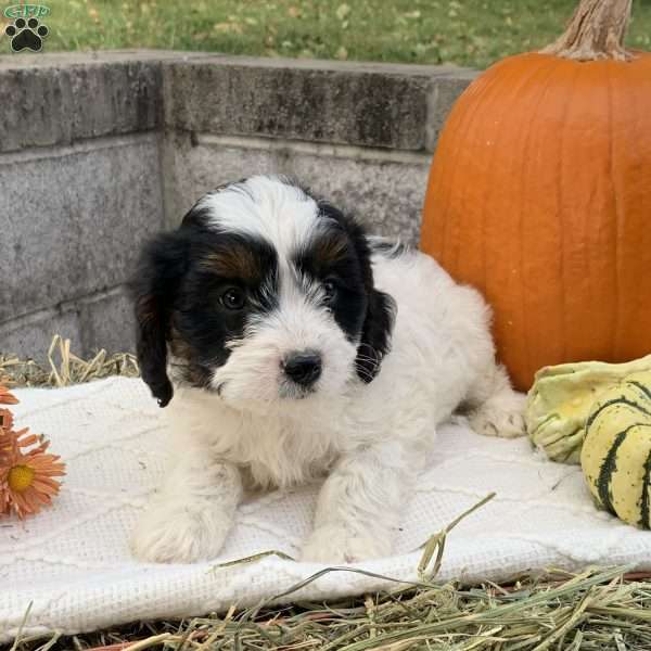 Steve, Cavapoo Puppy
