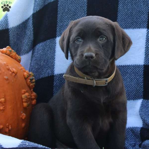 Daisy, Chocolate Labrador Retriever Puppy