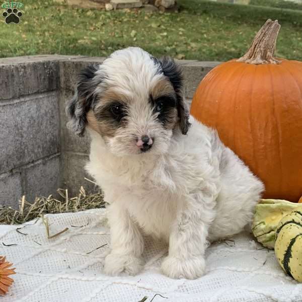 Stanly, Cavapoo Puppy