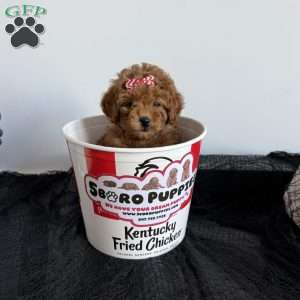 Diamond, Toy Poodle Puppy