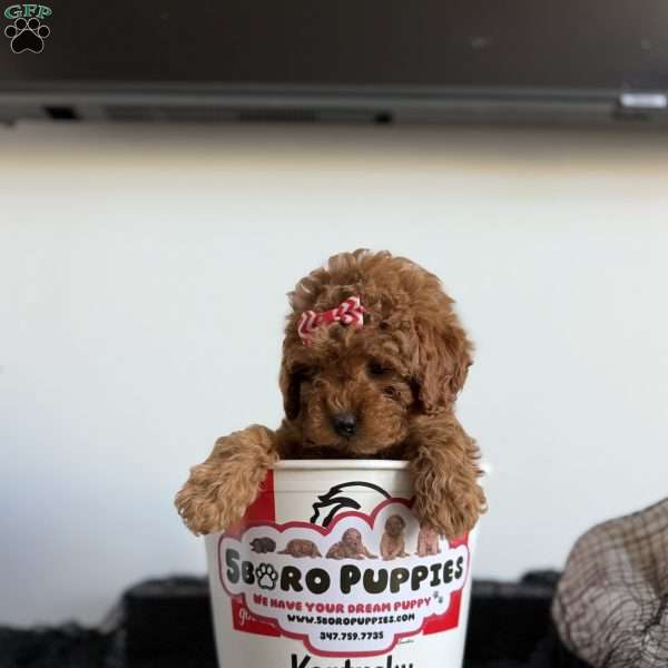 Diamond, Toy Poodle Puppy