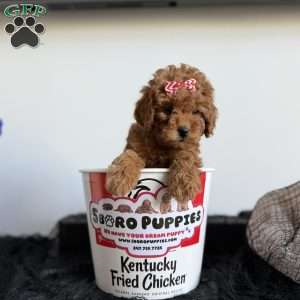 Diamond, Toy Poodle Puppy