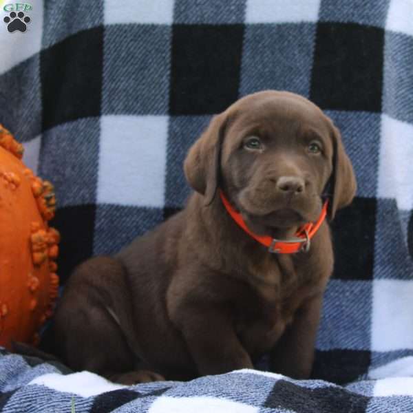 Duke, Chocolate Labrador Retriever Puppy