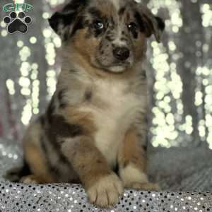 Max, Anatolian Shepherd Mix Puppy