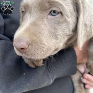 Lola, Silver Labrador Retriever Puppy