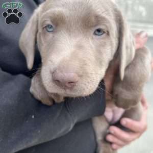 Lola, Silver Labrador Retriever Puppy