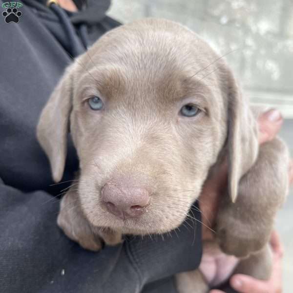 Lola, Silver Labrador Retriever Puppy