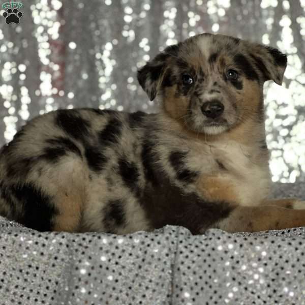 Max, Anatolian Shepherd Mix Puppy