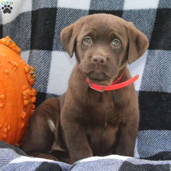 Diamond, Chocolate Labrador Retriever Puppy