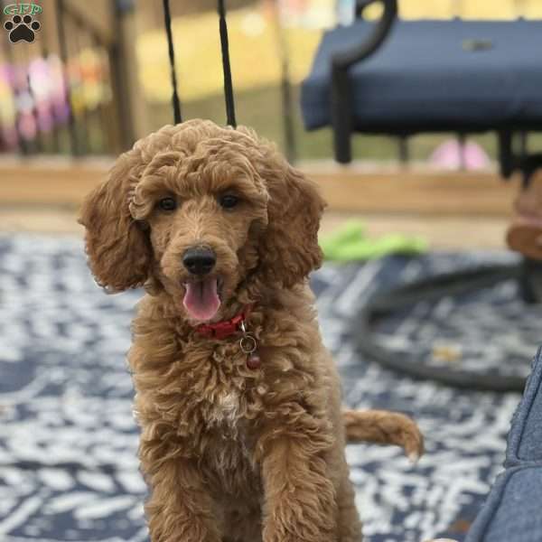 Cooper, Miniature Poodle Puppy