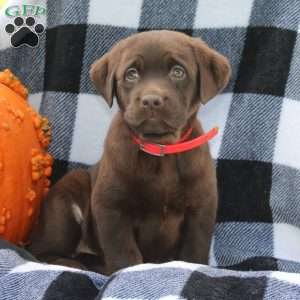Diamond, Chocolate Labrador Retriever Puppy