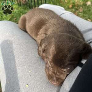 Lucy, Chocolate Labrador Retriever Puppy