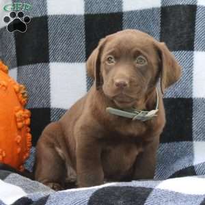 Destiny, Chocolate Labrador Retriever Puppy