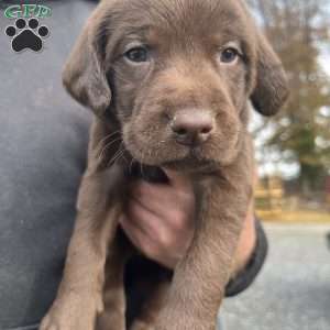 Lucy, Chocolate Labrador Retriever Puppy