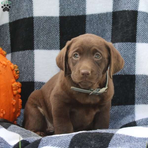 Destiny, Chocolate Labrador Retriever Puppy