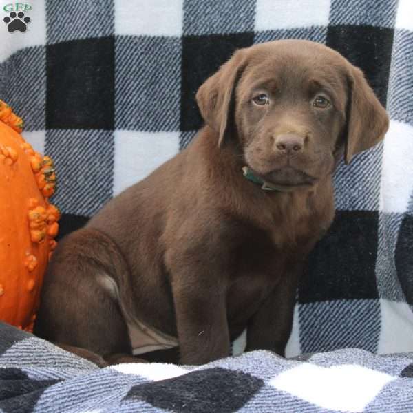 Dolly, Chocolate Labrador Retriever Puppy