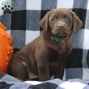 Dolly, Chocolate Labrador Retriever Puppy