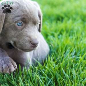 Lola, Silver Labrador Retriever Puppy