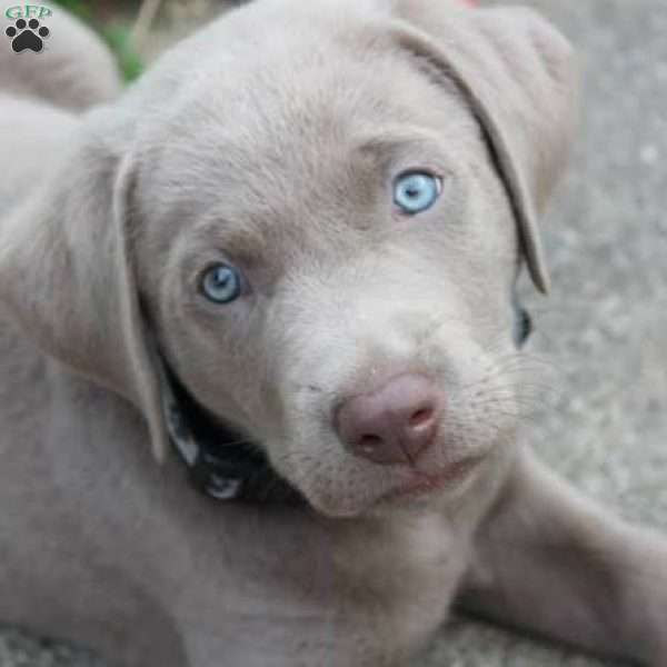 Lola, Silver Labrador Retriever Puppy