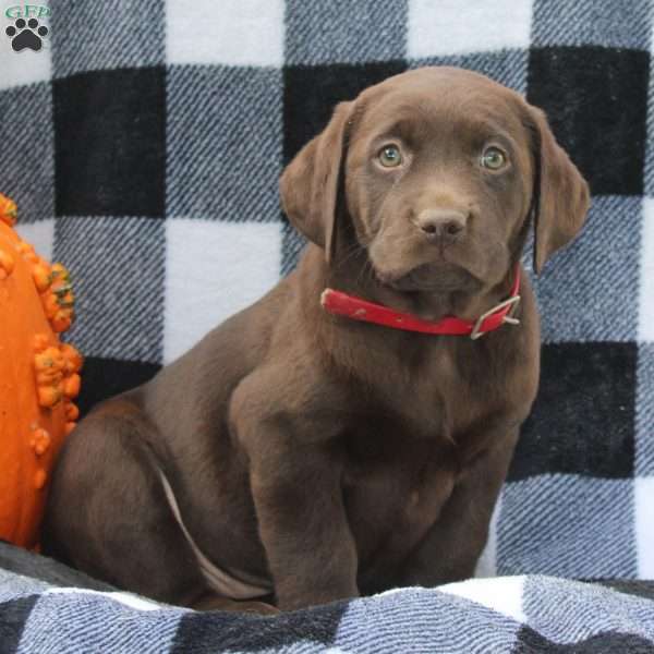 Donut, Chocolate Labrador Retriever Puppy