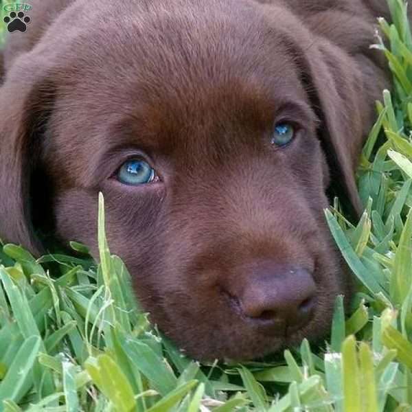 Lucy, Chocolate Labrador Retriever Puppy