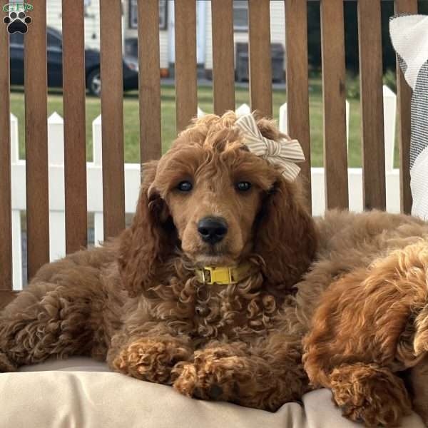 Willow, Miniature Poodle Puppy