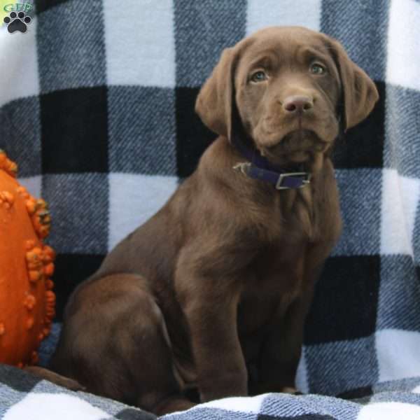 Dusk, Chocolate Labrador Retriever Puppy