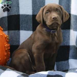 Dusk, Chocolate Labrador Retriever Puppy
