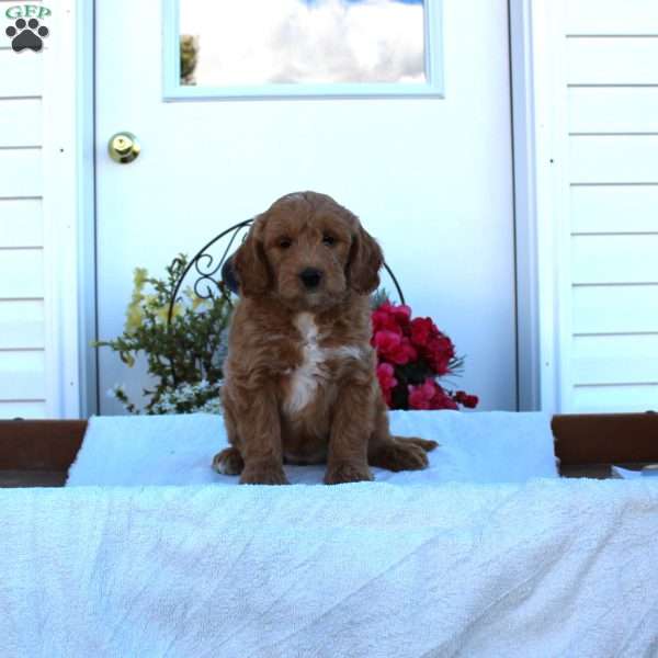 Lassie, Mini Goldendoodle Puppy