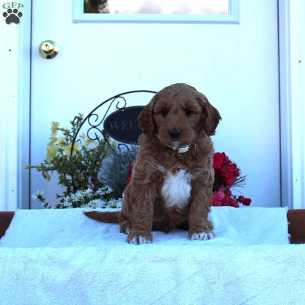 Lonnie, Mini Goldendoodle Puppy