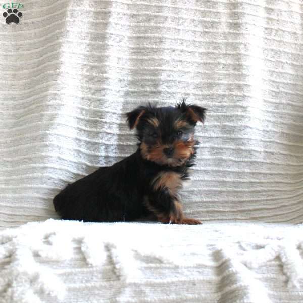 Micah, Yorkie Puppy