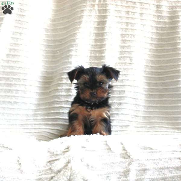 Mitchell, Yorkie Puppy