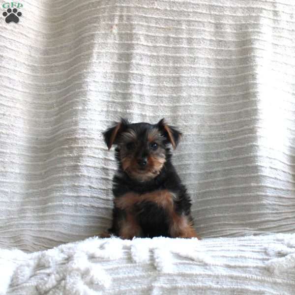Riley, Yorkie Puppy