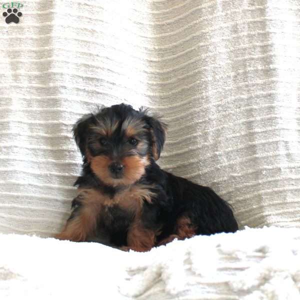 Ranger, Yorkie Puppy