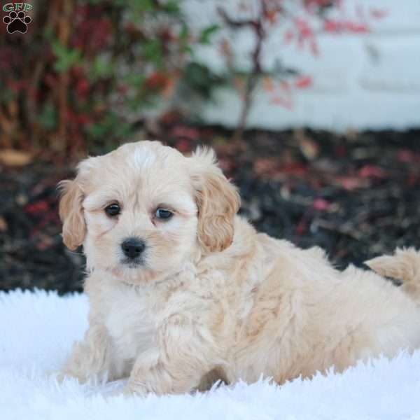 Riley, Shih-Poo Puppy