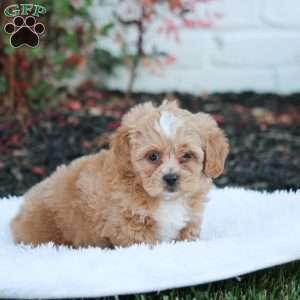 Roscoe, Shih-Poo Puppy