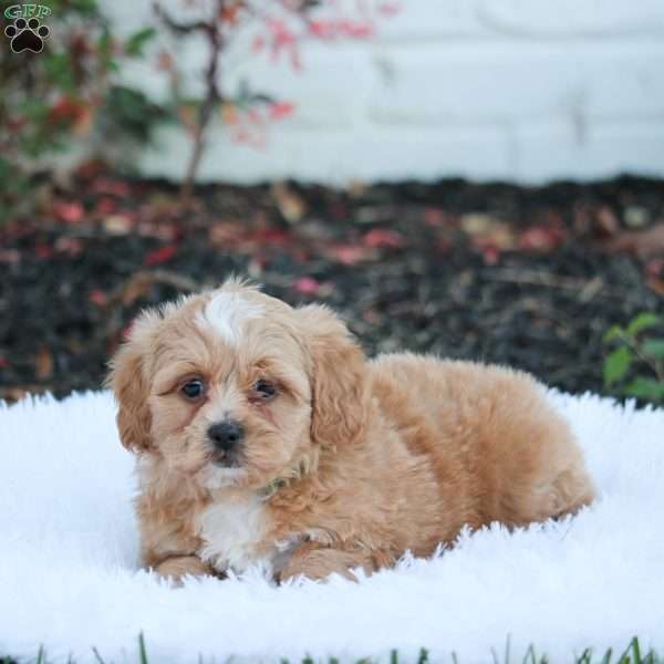Roscoe, Shih-Poo Puppy