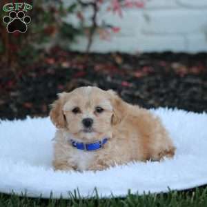 Romeo, Shih-Poo Puppy