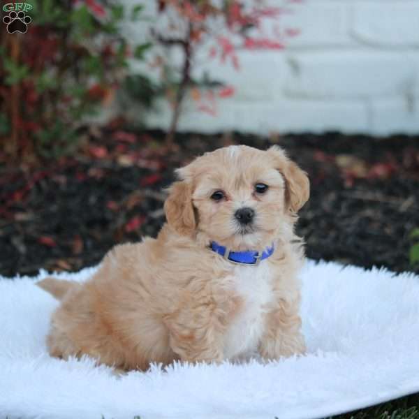 Romeo, Shih-Poo Puppy