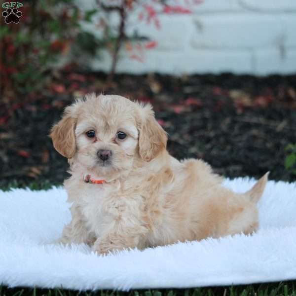 Ruby, Shih-Poo Puppy