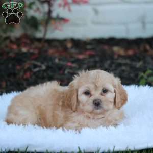 Ruby, Shih-Poo Puppy