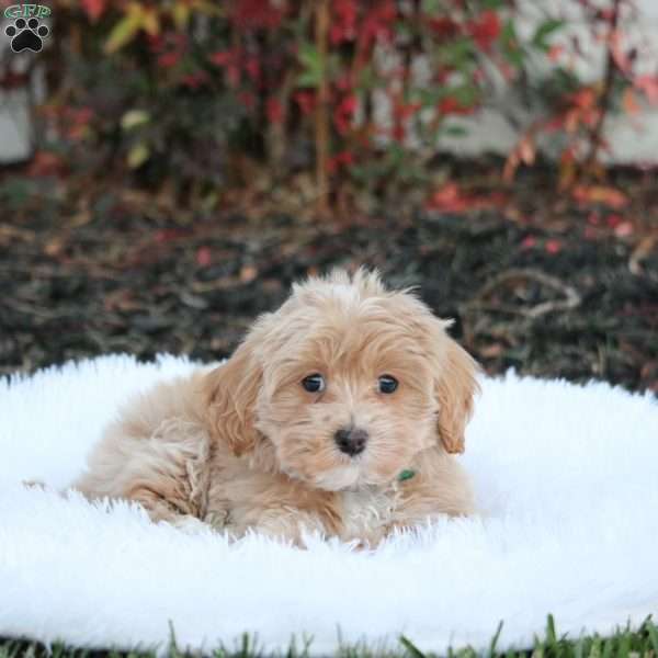 Silas, Maltipoo Puppy