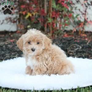 Silas, Maltipoo Puppy