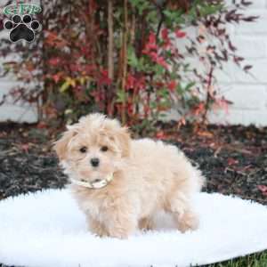 Shadow, Maltipoo Puppy