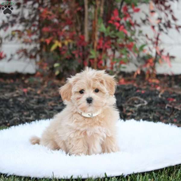 Shadow, Maltipoo Puppy