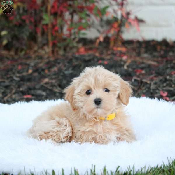 Sasha, Maltipoo Puppy